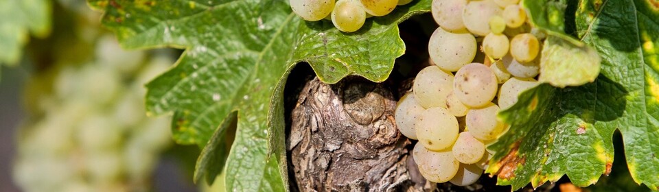 Weinreben und Trauben bei Rosi's Weinstube